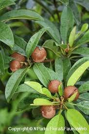 Image result for Manilkara zapota