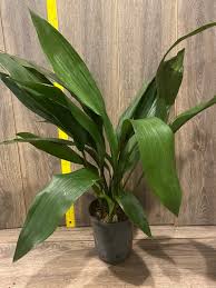 Image result for Aspidistra