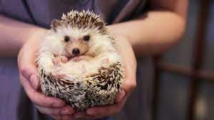 Owning A Pet Hedgehog Facts Updated 15 03 Hedgehog Pet Hedgehog Facts Cute Little Animals
