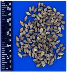 Image result for Urochloa brizantha