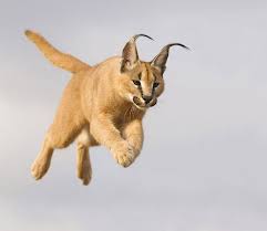 Pin On Caracal