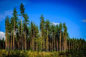 Finns are not big small talkers, and quiet moments in … Finding Serenity And Silence In Finland
