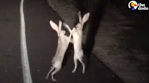 Rabbits Fight In The Cutest Way Youtube