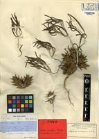 Image result for Blepharis diversispina