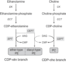 For someone who is just starting out with german, this can be really confusing masculine german nouns take the definite article der (the) and indefinite ein (a/an). Phosphatidylethanolamine And Phosphatidylcholine Biosynthesis By The Kennedy Pathway Occurs At Different Sites In Trypanosoma Brucei Scientific Reports