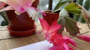 Great for the holiday season as it usually blooms in the winter months. How To Pollinate Christmas Cactus Flowers To Get Fruit For Seed Desert Plants Of Avalon