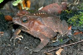 Image result for Maerua andradae