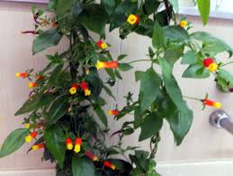 Image result for Manettia