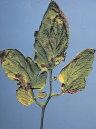 Image result for tomato seedling early blight