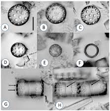 Image result for Entada bacillaris