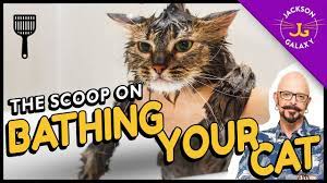 Check poison symptoms, diagnosis & treatments. To Bathe Or Not To Bathe Your Cat That Is The Question Youtube