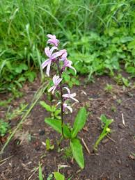 Image result for Cyphia