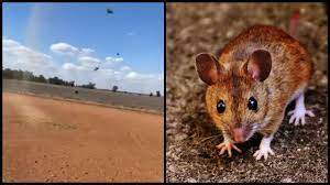 Swarms of mice run around on a farm in gilgandra, new south wales, australia, march 12 but he said mice plagues can come around every five to 10 years in australia due to a combination of factors. Watch Mice Rain From Sky In Australia As It Faces Worst Rodent Plague