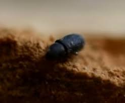 Traitement Charpente Contre Les Petites Vrillettes En 2020 Bois Traite Insectes Xylophages Je Pense A Toi