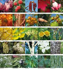 Oltre 100 specie botaniche, 500 alberi che formano 22 foreste circolari e 135.000 piante tra aromatiche, siepi, arbusti, bulbi, rampicanti, piante acquatiche ed erbacee. Biblioteca Degli Alberi Milan Inside Outside