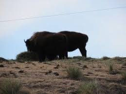 Oh Give Me A Home Where The Buffalo Roam Oh Give Me A Home Where The Buffalo Roam Roam Give It To Me Buffalo
