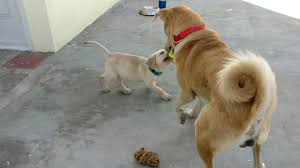 Our list of dog prices hopefully will provide the dog breeders a fair guideline considering all the expenses that they incur in producing top quality dogs. Top 20 Indian Dog Breeds Purchasing Price And Care Pethelpful By Fellow Animal Lovers And Experts