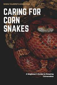 Keeping Corn Snakes The Beginner Pet Guide Corn Snake Pet Snake Snake Terrarium