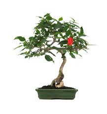 Image result for Malvaviscus arboreus