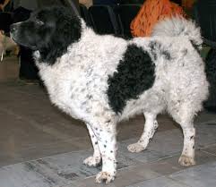 Nesta ficha do peritoanimal vamos explicar tudo o que você precisa saber sobre o cão d'água espanhol: Cao D Agua Frisao Wikipedia A Enciclopedia Livre