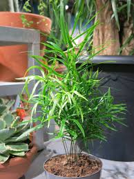 Image result for Asparagus falcatus