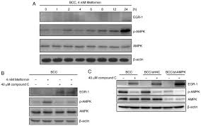 Konica minolta magicolor 4695mf multifunction printer. Egr 1 Plays A Protective Role In Ampk Inhibitor Compound C Induced Apoptosis Through Ros Induced Erk Activation In Skin Cancer Cells