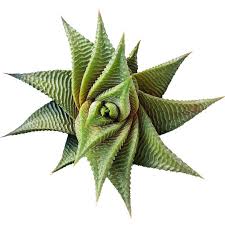 Image result for Haworthia limifolia