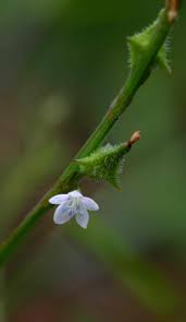 Image result for Oxygonum