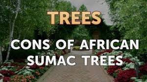 We did not find results for: Cons Of African Sumac Trees Youtube
