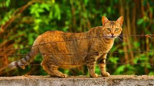 Thought She Was Pregnant But Not Sure Anymore... | Thecatsite