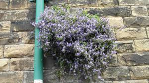 Maybe you would like to learn more about one of these? Plants That Grow On Walls Dengarden