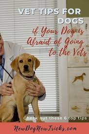 Vet Tips For Dogs If Your Dog Is Afraid Of Going To The Vets New Dog New Tricks Senior Dogs Care Dogs Vets