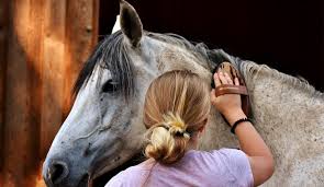 Die muster gelangen dank digitaldruck auf den hochwertigen baumwollstoff. Pferdeschur Ja Oder Nein Tiere Scheren De