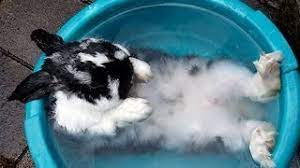 You should use one hand to support the baby's head and neck. How To Bath Your Rabbit A Guide For Bunny Pet Owners Youtube