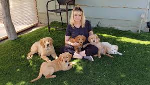 Game dogs for sale in tennessee. Tennessee Service Dogs For Sale Superdog Service Dogs