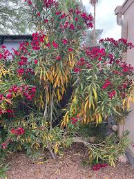 Image result for xylella fastidiosa oleander symptoms