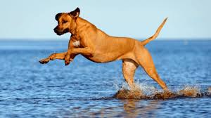 Check spelling or type a new query. Leptospirosis Dangerous Disease Alert Pittwater Animal Hospital