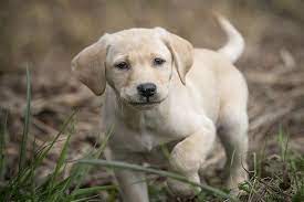 Free classified ads for pets and everything else in columbus. Pointing Labs For Sale World Class Labrador Puppies