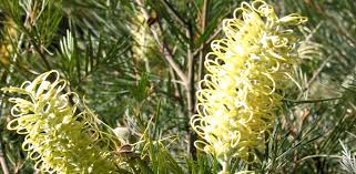 We did not find results for: Fast Growing Australian Native Trees Flower Power