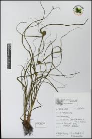 Image result for Cyperus dubius