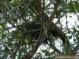 Image result for Gymnosporia pubescens