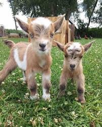 Tiny Adorable Baby Goats Cute Animals Cute Baby Animals Cute Goats