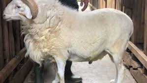 Kambing benggala kambing kacang kambing kacang merupakan kambing asli indonesia. 4 Cara Ternak Kambing Gibas Yang Mudah Dan Pasti Sukses Star Farm International