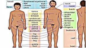 Enterprise 1 appearance unit 2 beginner english face parts body parts english unit 2 appearance. Update Human Body Parts Names Learn English Vocabulary Parts Of Human Body Vocabulary Youtube