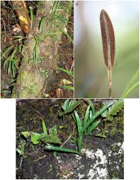 Image result for Elaphoglossum macropodium