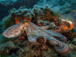 Nov 28, 2020 · the kraken is a gigantic sea monster from scandinavian folklore that rises up from the ocean to devour its enemies. Tentakel So Unterscheiden Kraken Ihre Nahrung Von Giftiger Beute Business Insider