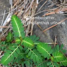 Image result for Chamaecrista polytricha