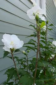 That vivid red, fading slightly towards the edges with a dark center. Buy White Pillar Rose Of Sharon Free Shipping Hibiscus Althea Plants For Sale Online From Wilson Bros Gardens