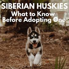 Check spelling or type a new query. Five Things To Know Before Adopting A Siberian Husky Pethelpful