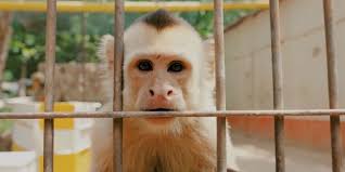 Proyecto ganador del Premio Azul ayudó a reforestar flora nativa en  comunidad williche de Castro